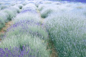 Lavender Fields Forever